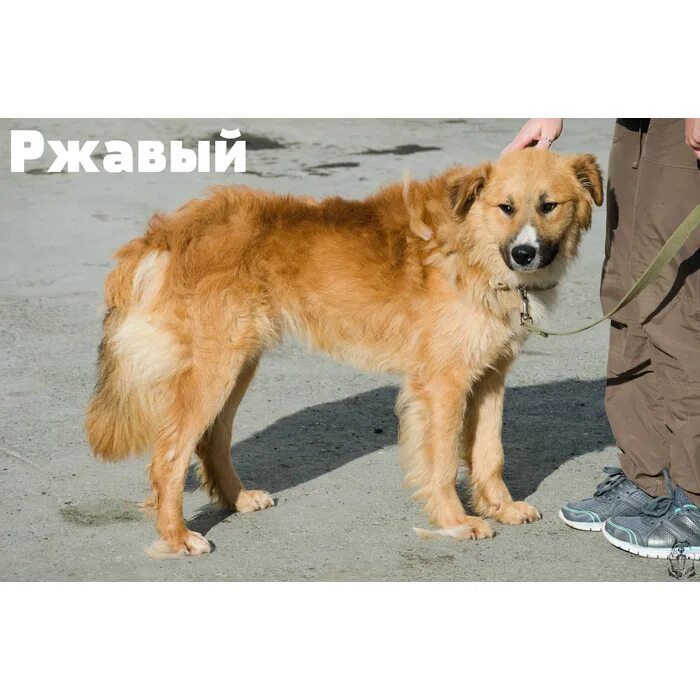 Ржавой собака. Собака дворняжка рыжая. Бездомные собаки. Ржавый пес срм. Ржавой собака.