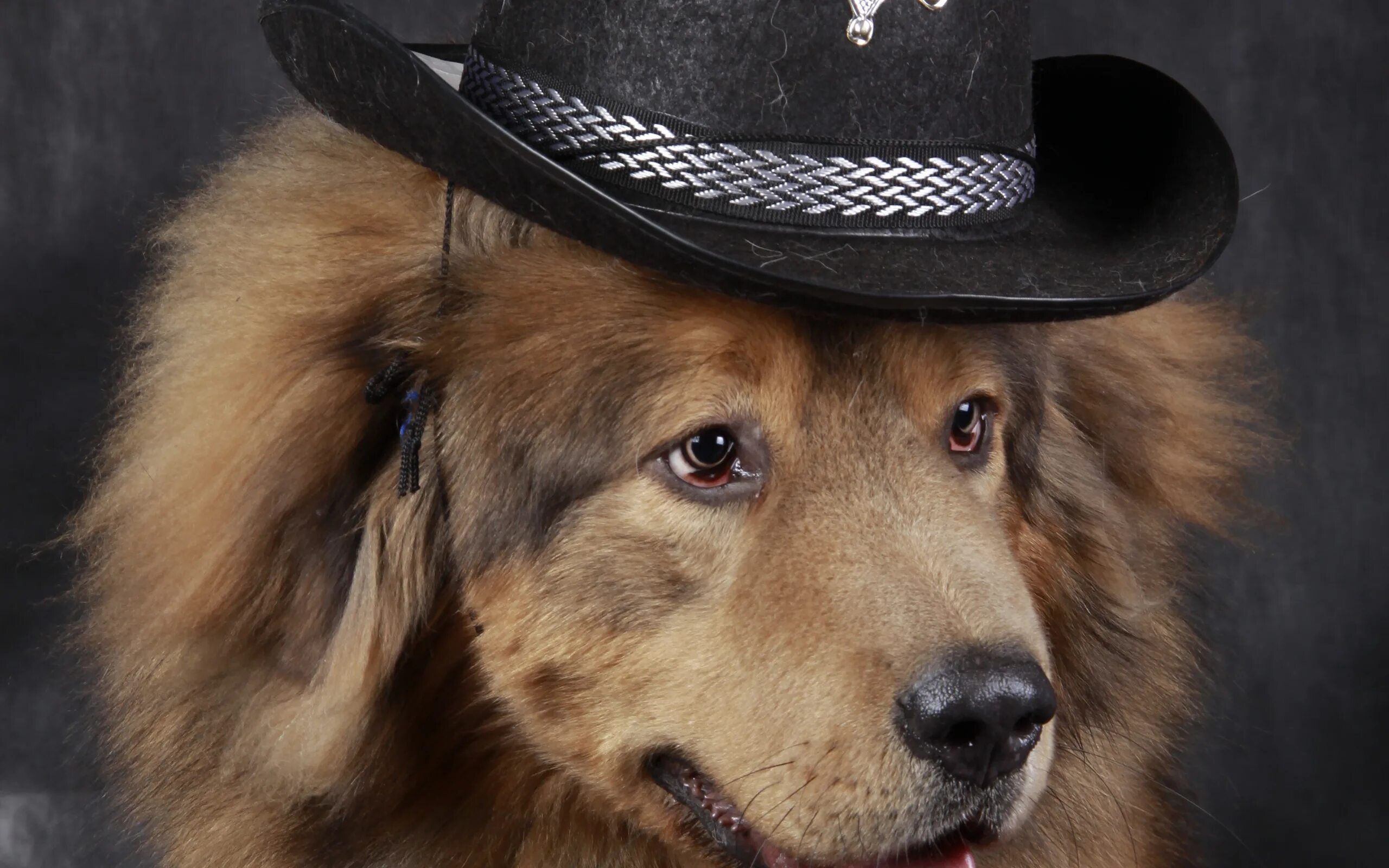 Пес шляпа. Пес в шляпе. Собака в ковбойской шляпе. Собака Шериф. Собака в китайской шляпе.