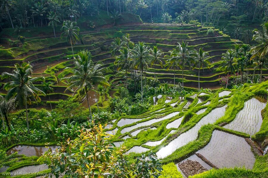 плантации риса бали. рисовые поля бали убуд. тегаллаланг бали. рисовые террасы убуд. тегаллаланг бали.