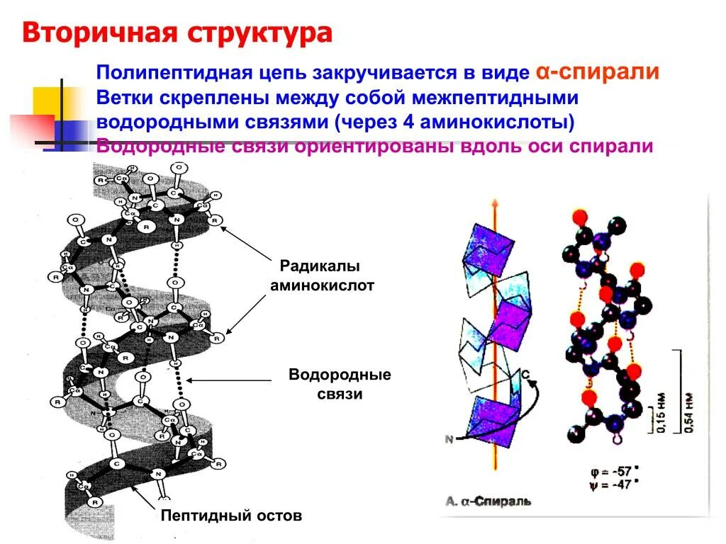 Вторичную структуру белка определяют. Вторичная структура полипептидной цепи. Вторичная структура полипептидов и белков это. Вторичная структура полипептидов. Структура полипептидной цепи.