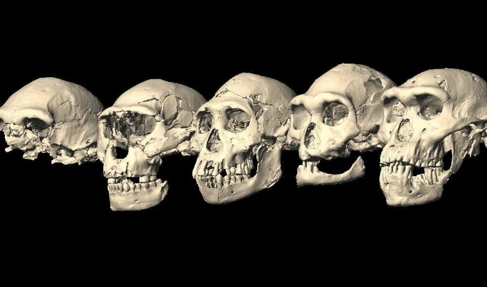 Антропогенез черепа. Эволюция черепа Антропогенез.
