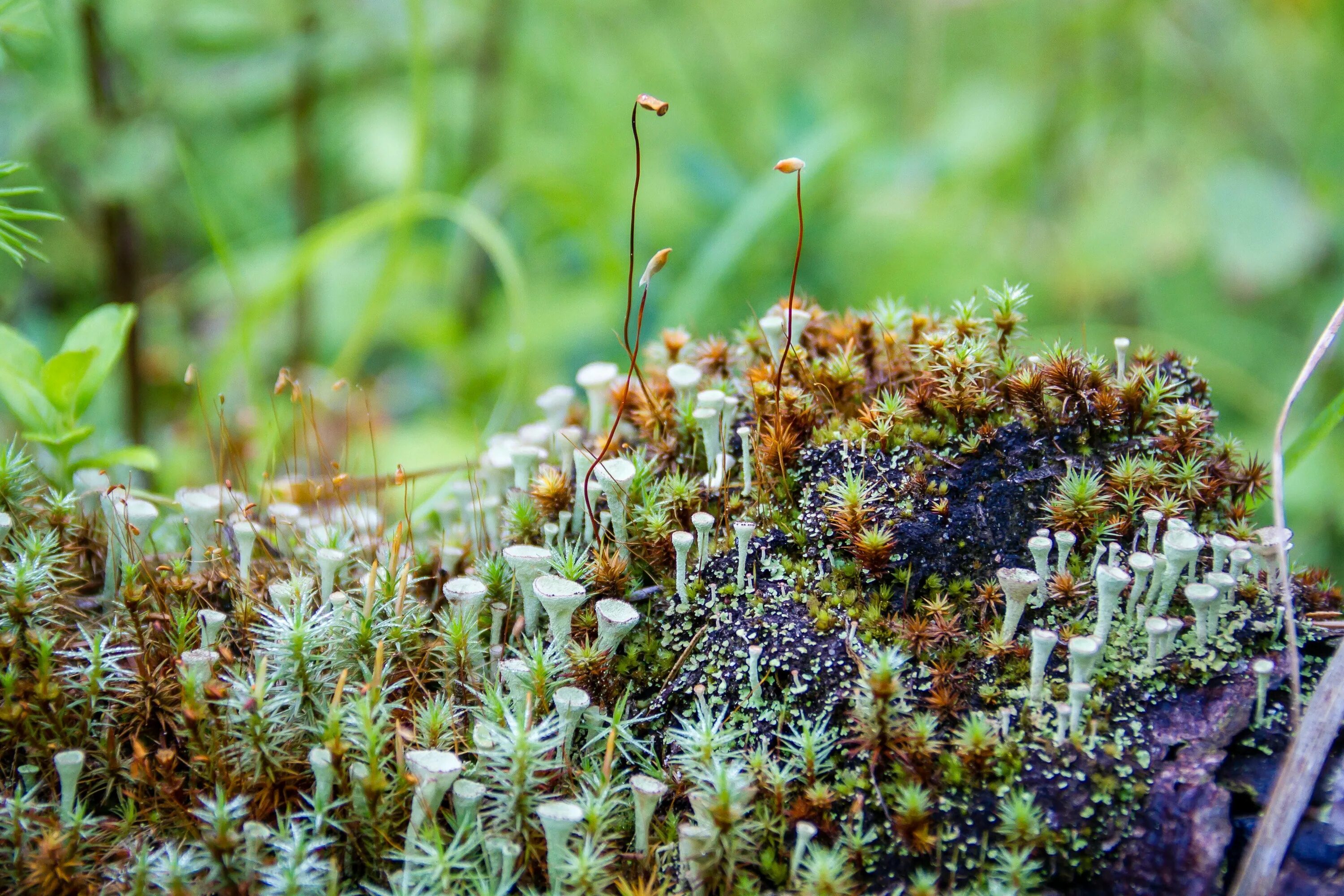 Бурый мох. Мох политрихум кукушкин. cladonia deformis. мох кукушкин лен. мох лесной кукушкин лен.