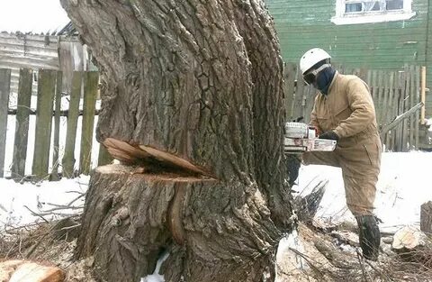 Дерево срублено петушиный