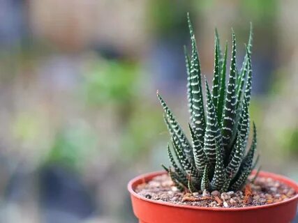 Variety plants