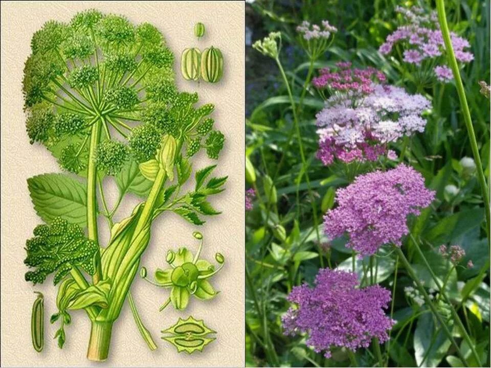 капустные растения крестоцветные характеристика. семейство крестоцветные соцветие кисть. семейства растений презентация. семейства двудольных растений крестоцветные. крестоцветные отдел класс семейство.