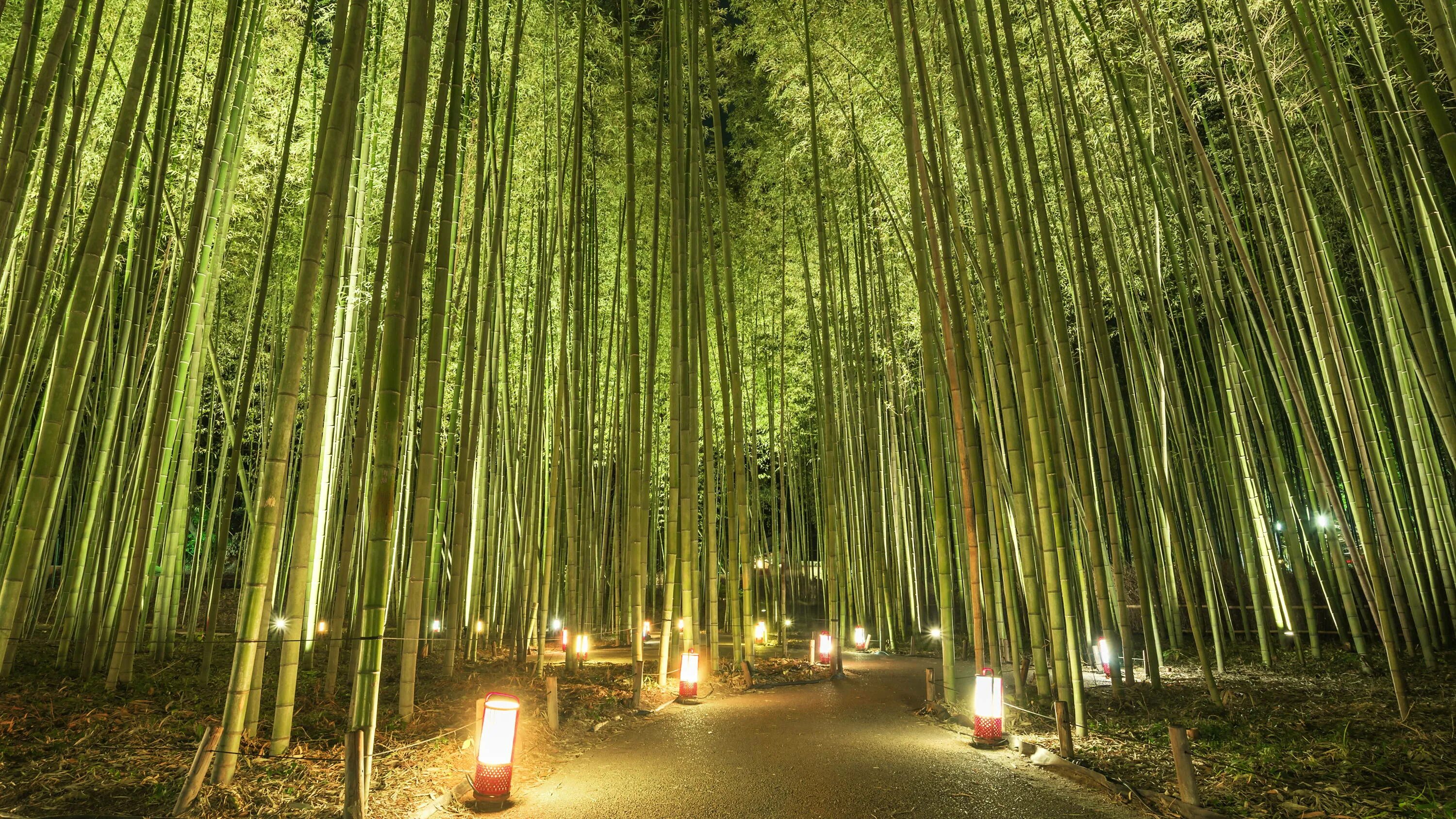 Бамбуковый лес сагано. Бамбуковый лес. Фотообои бамбуковый лес. Бамбуковая роща сагано в киото. Коллекция ночь в бамбуковом лесу.
