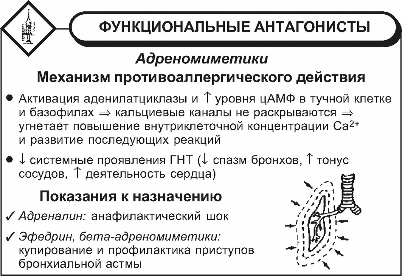 Механизм альфа адреномиметиков. В2 адреномиметики механизм действия. Механизм действия бета 1 адреномиметиков. Альфа 1 адреномиметики механизм действия. Бетадреномиметики механизм действия.