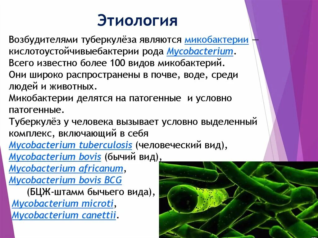 Туберкулез кокки. Этиология микобактерии туберкулеза. Клеточная стенка микобактерий туберкулеза. Возбудителем туберкулеза является. Микобактерии туберкулеза являются.