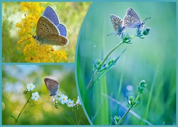 Бабочки над цветами. Пыльца бабочки. Доброе утро бабочки. Словно бабочек легкая