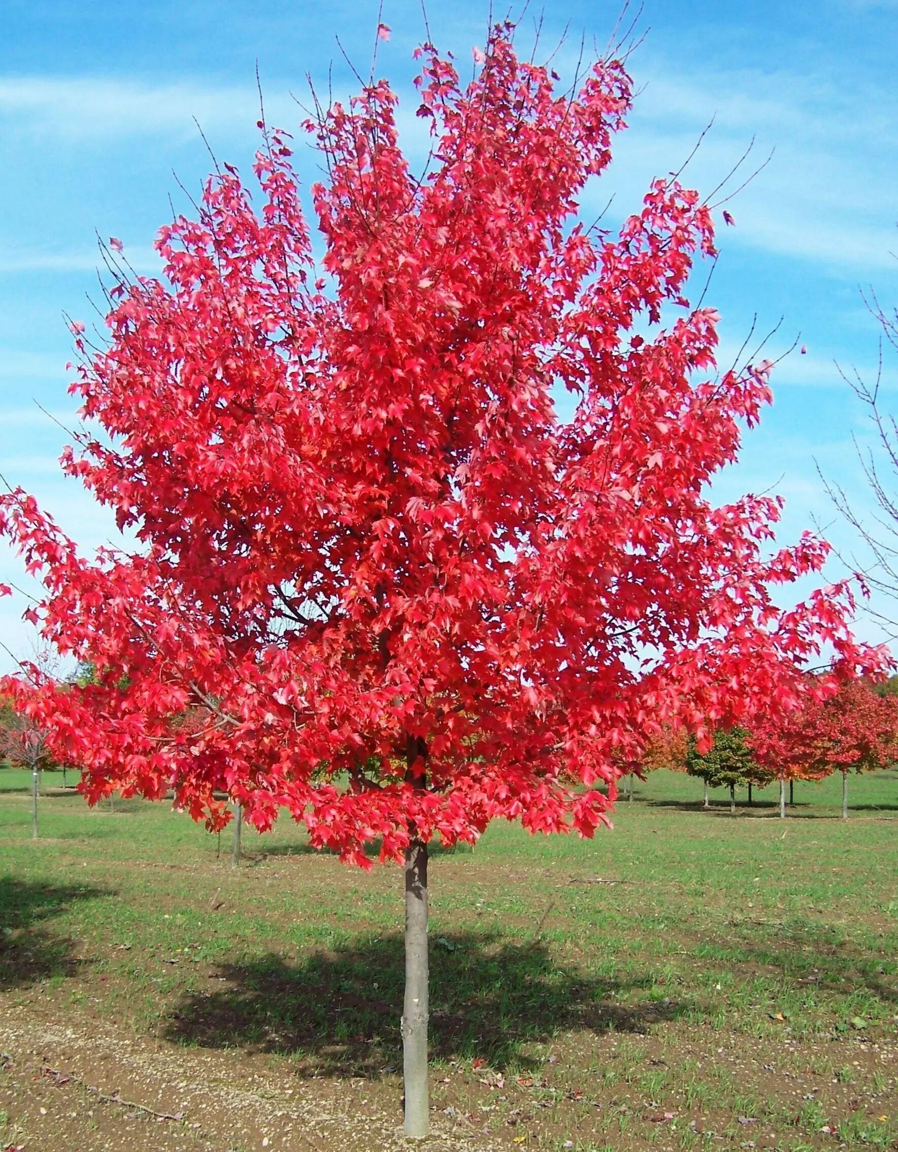 Красные деревья названия и фото. Acer rubrum (клен красный) 'Red Sunset'. Клен Гиннала. Клен красный Acer rubrum. Клен красный Октобер Глори.