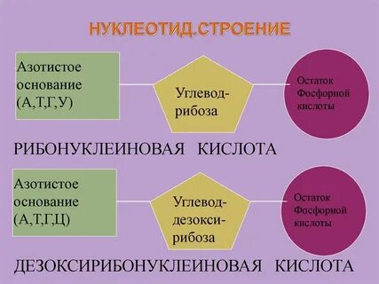 Особенности строения нуклеотида
