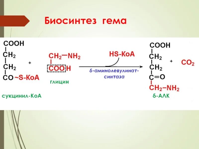 Биосинтез крови