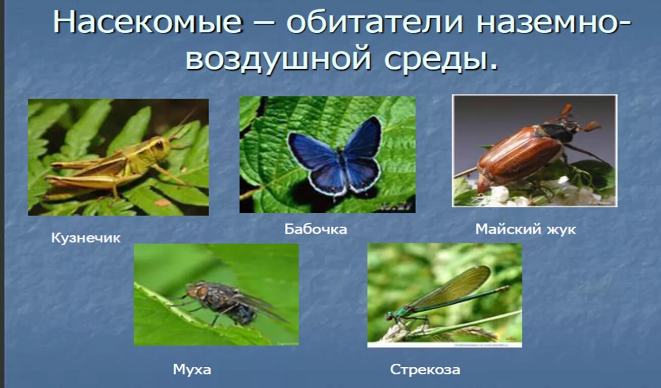 Среда обитания насекомых. Класс насекомые. Наземно воздушные насекомые. Животные класс насекомые. Проект насекомые.