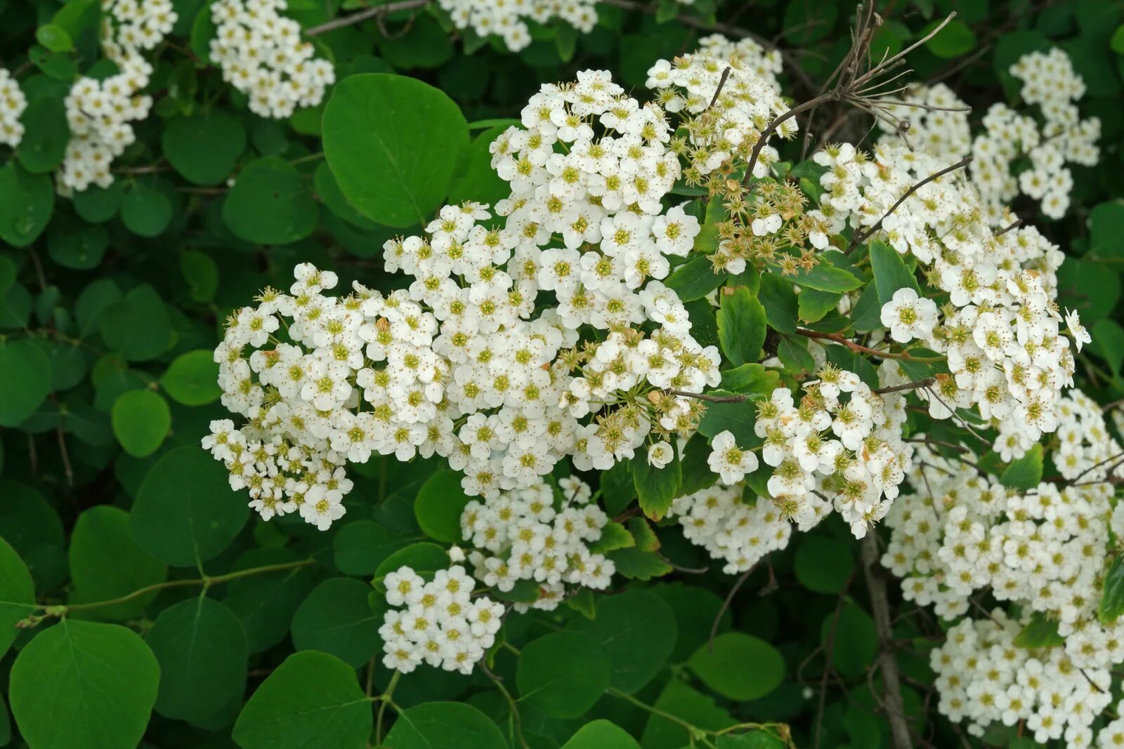 Спирея Вангутта. Спирея Ван-Гутта (Spiraea vanhouttei). Таволга Вангутта. Спирея весеннецветущая Вангутта.