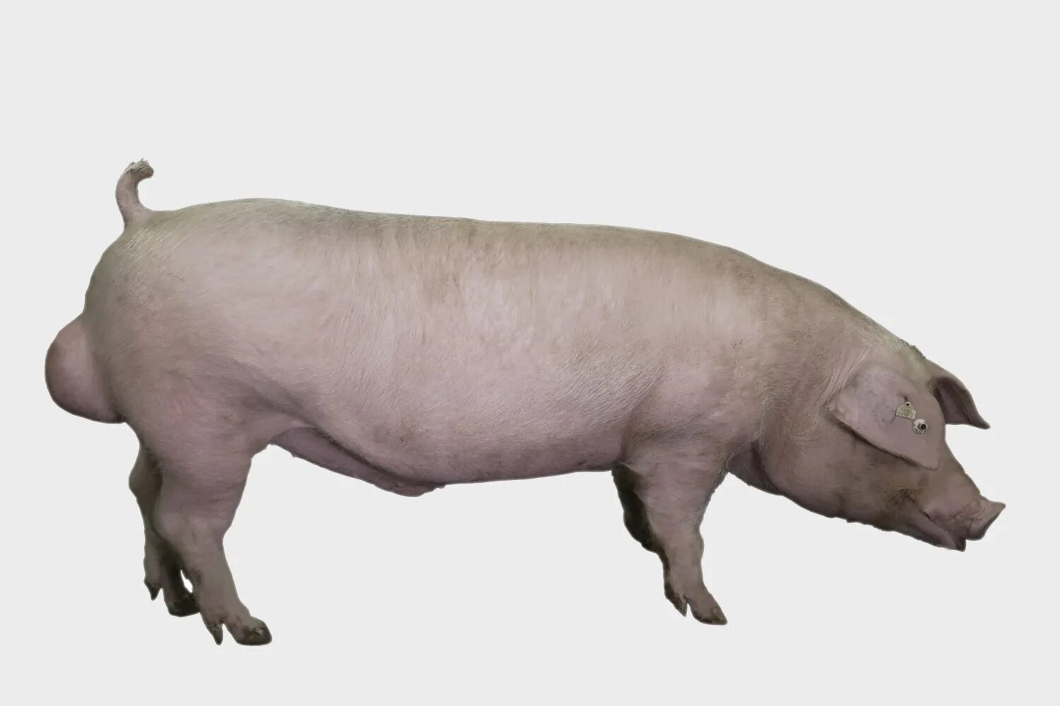 ландрас (порода свиней). хряк ландрас. датский ландрас. ландрас (порода свиней). датский ландрас.