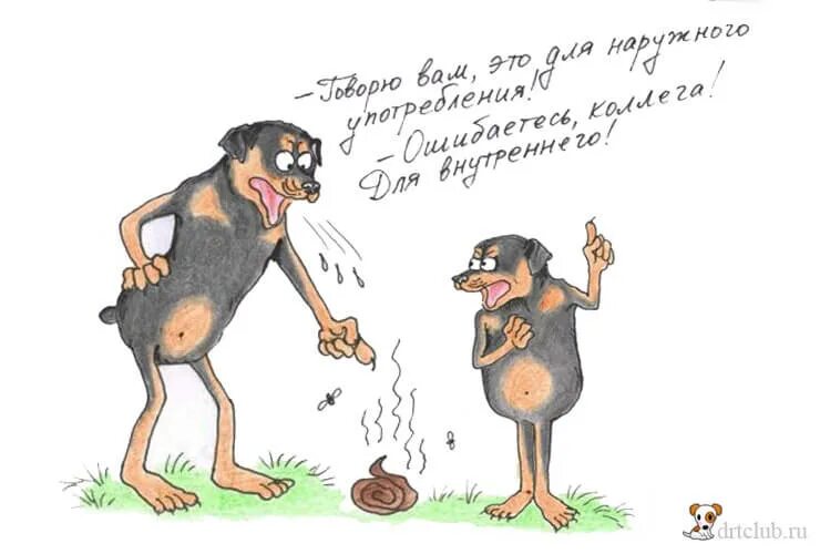 Собака ест экскременты причины и что делать