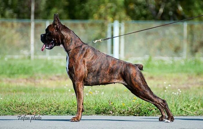 Ркф т1. Диплом кинолога ркф. Ркф т1. Сертификат тестирования собак. Ркф т1.