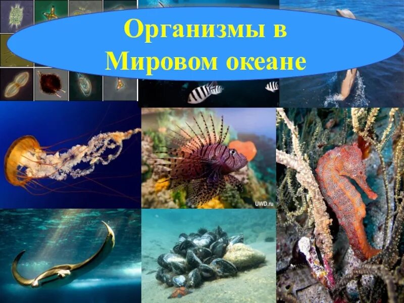 Организмы обитающие в мировом океане
