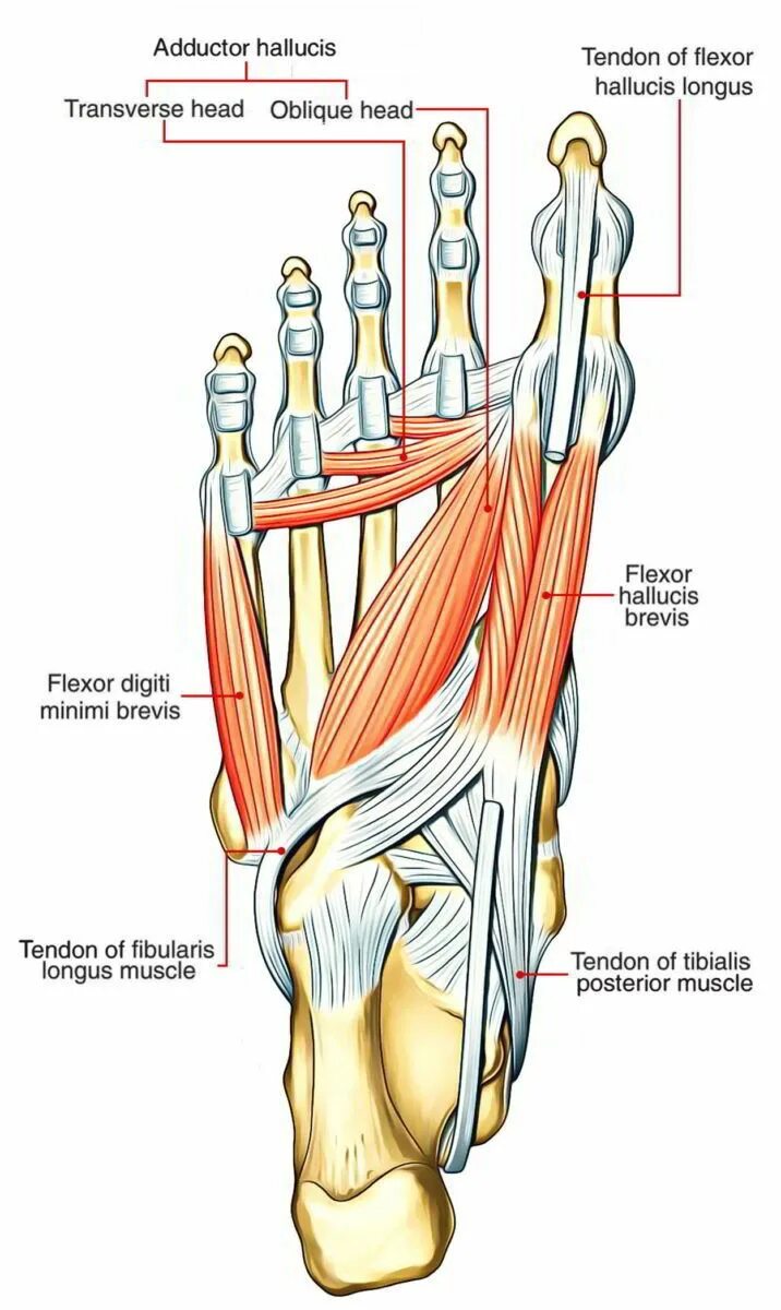 Foot muscle. Flexor Hallucis Brevis мышца. M abductor digiti Minimi стопы. Adductor Hallucis мышца. M Flexor digiti Minimi Brevis стопы.