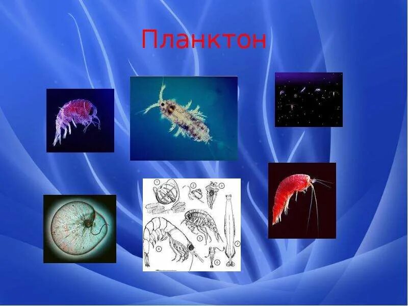 Планктон Нектон бентос. Гидробионты планктон Нектон бентос. Представители планктона. Планктон это в биологии. Планктон это организмы