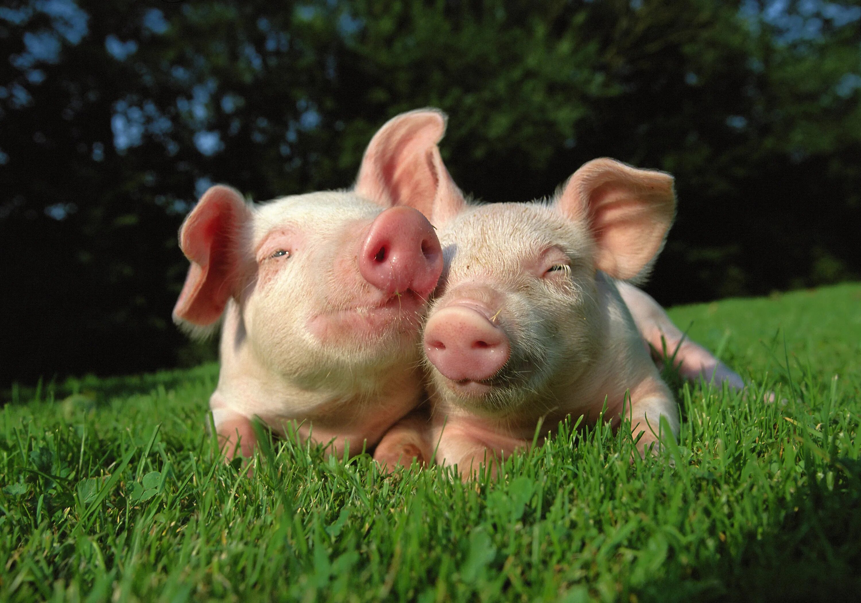 Pig x