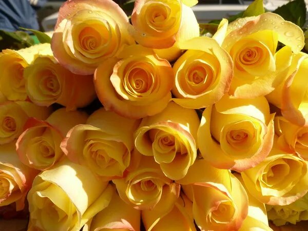 фристайл розы. фристайл жёлтые розы фото. группа фристайл. фристайл желтые розы альбом. группа фристайл желтые розы.