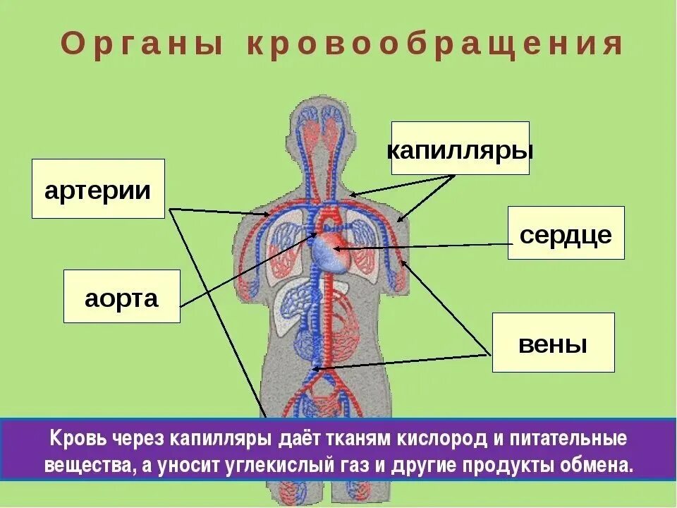 Система кровообращения человека состоит. Органы кровообращения. Система органов кровообращения. Кровеносная система человека. Система органов кровеносная система.