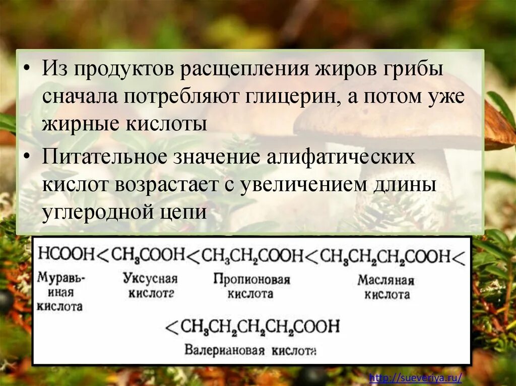 Сколько жира в грибах. Жиры в грибах. Глицерин продукт расщепления. Продукт разложения жиров. Продукты расщепляющие жир.