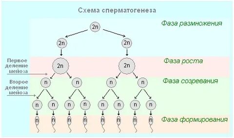 Сексуалдық порно үлкен силикон сиськи