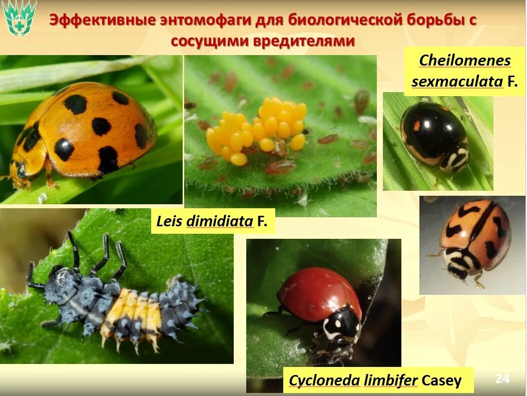 Биологические методы защиты растений. Биологические методы борьбы с насекомыми. Биологическая защита растений от вредителей. Насекомые вредители растений. Насекомые защищают растения