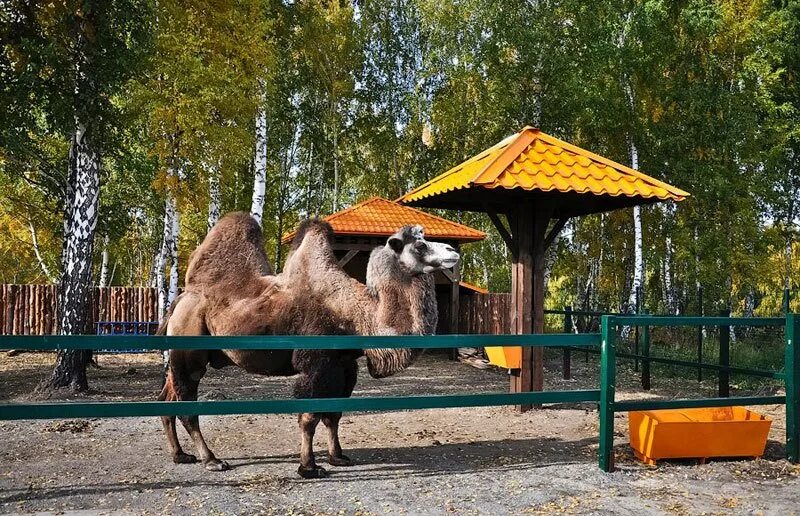 Новосибирский крематорий верблюд. Новосибирский крематорий зоопарк. Новосибирский крематорий детская площадка. Новосибирский зоопарк верблюд.