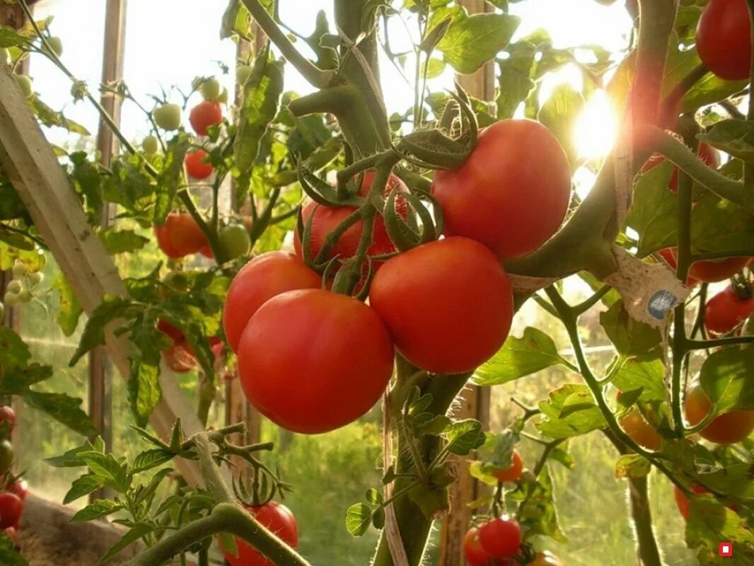 Томат изобильный f1 гавриш. Томат изобильный f1 гавриш. Томат сорт изобильный f1. Томат изобильный гавриш. Томат изобильный f1 гавриш.