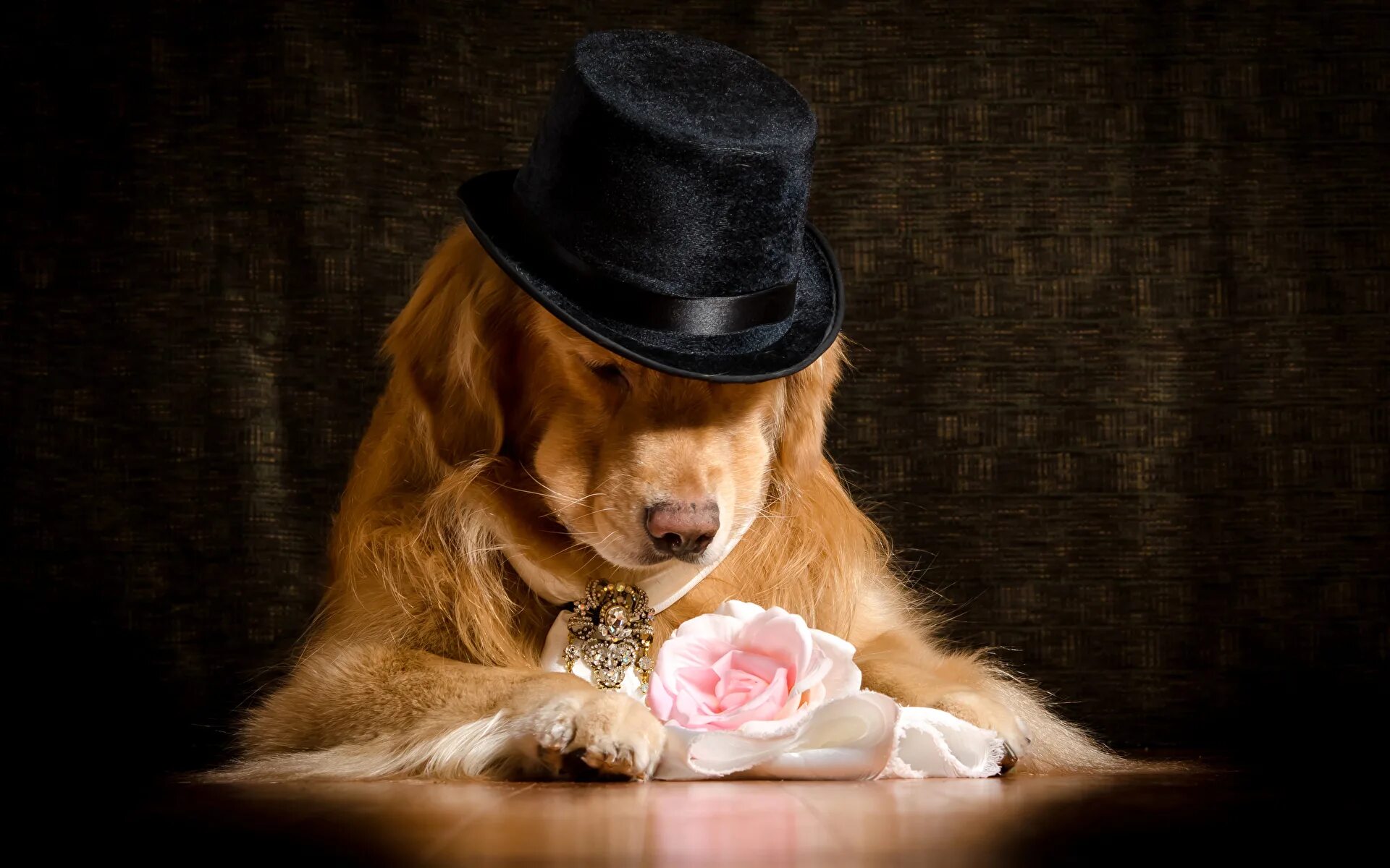 Пес шляпа. Собачка в шляпке. Собака с розой. Шляпки для собак. Щенок в шляпе.