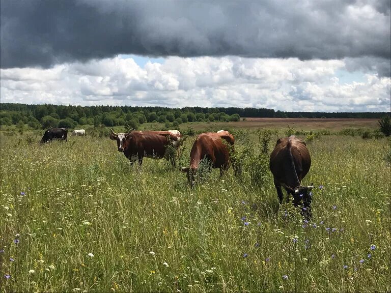 крестьянское хозяйство. фермерская молочная продукция. молочные кфх. молочные кфх. животноводческая ферма телятник.
