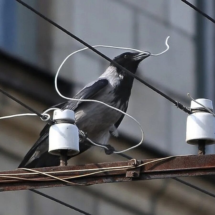 Птицы на электропроводах. Ворона на проводах. Птички на проводах. Птицы и электричество.