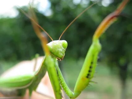 Mantis religiosa Männchen.jpg. 