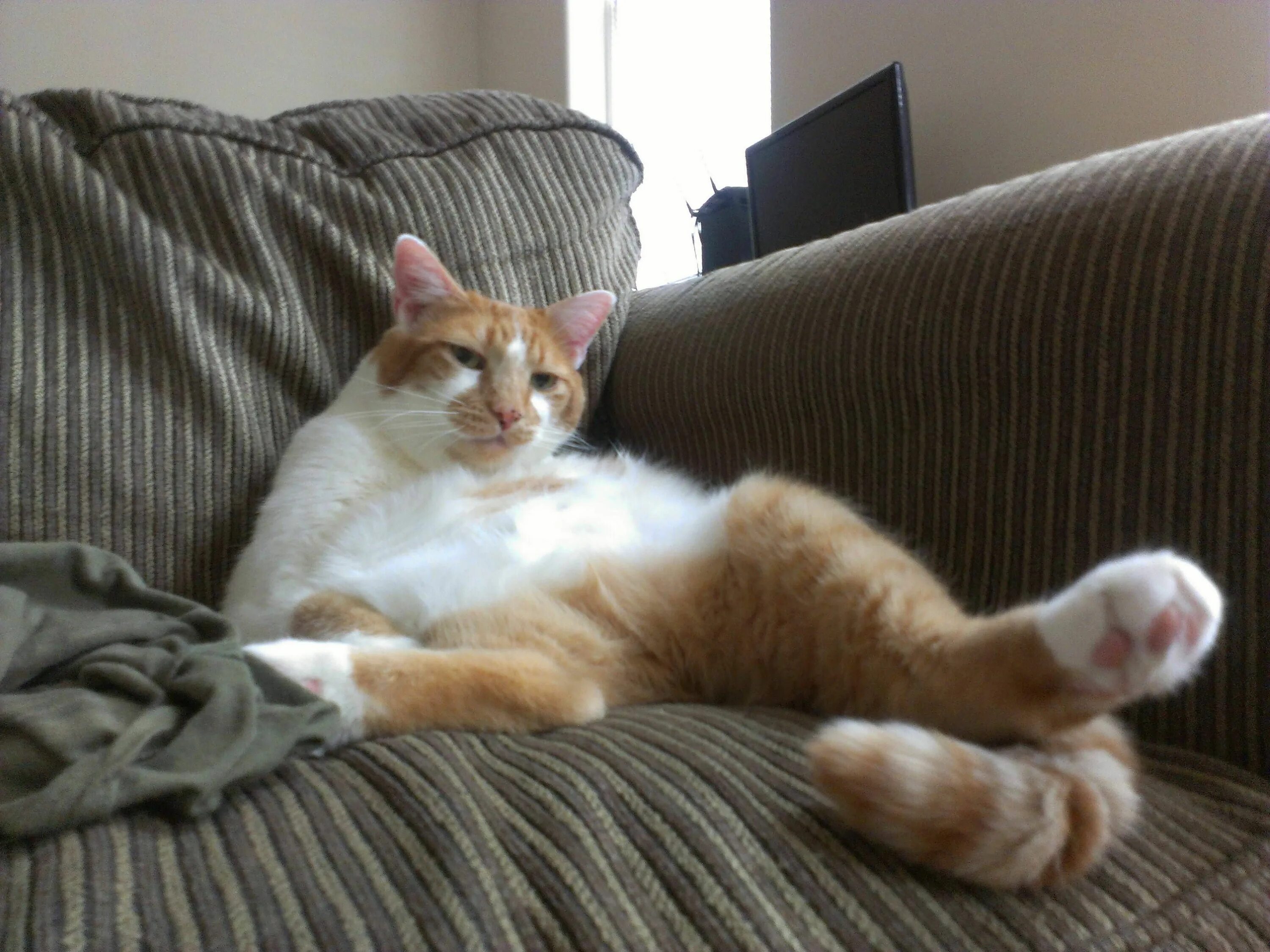 Расслабленная кошка. Ленивый. Ленивый кот. Кот на диване. Кот лентяй.