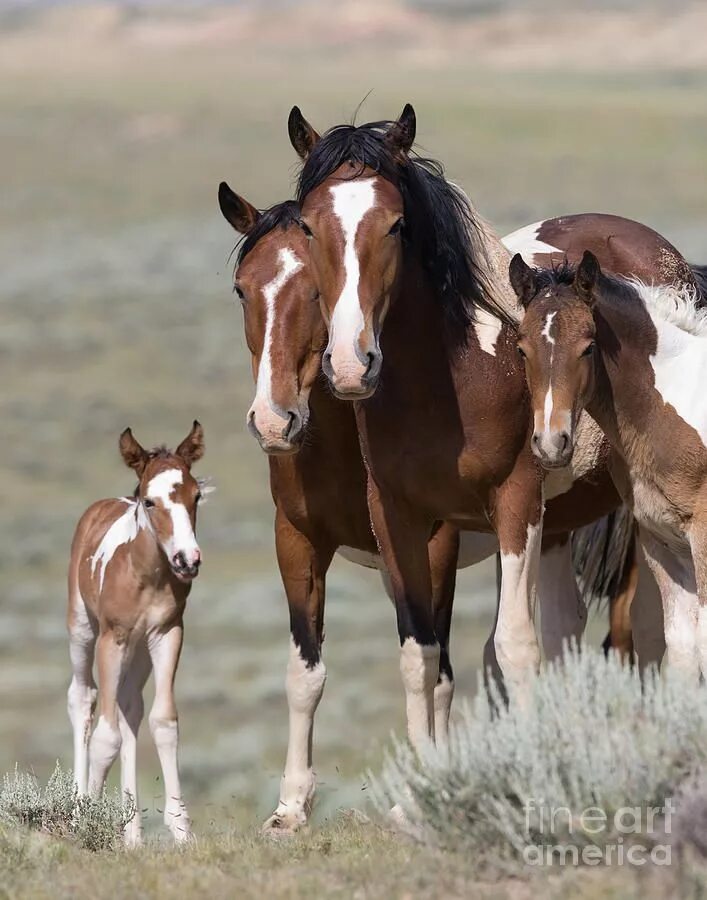 Horse family. Мустанг Пинто. Пинто лошадь. Мустанг Пинто лошадь. Жеребята породы Пинто.