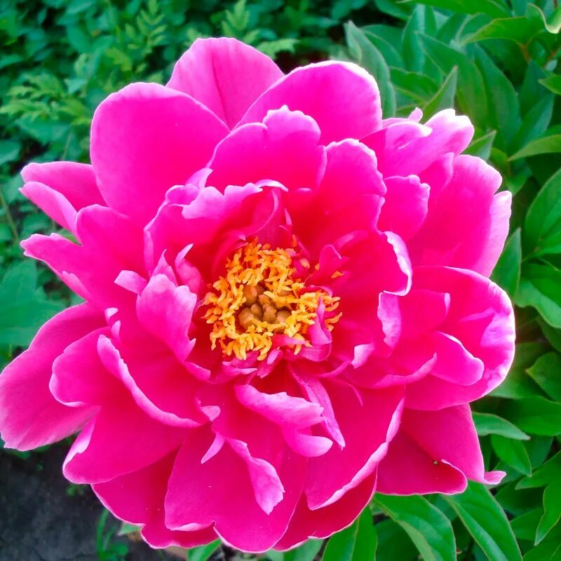 Paeonia Lactiflora 'Karl Rosenfield' Emerald Plants
