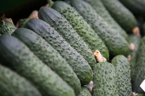 Сорта огурцов для беларуси