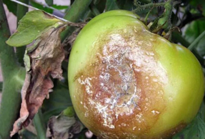 1 фитофтора. Фитофтора инфестанс. фитофторы phytophthora infestans. фитофтора оомицет. фитофтора это паразит.