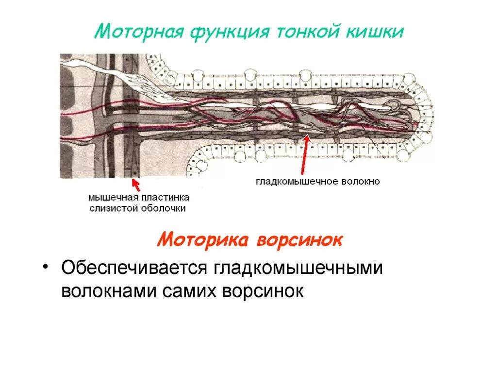 Моторная деятельность тонкой кишки физиология. Моторная функция тонкого кишечника. Моторная деятельность тонкой кишки и ее регуляция. Моторная деятельность тонкой кишки и ее регуляция физиология.