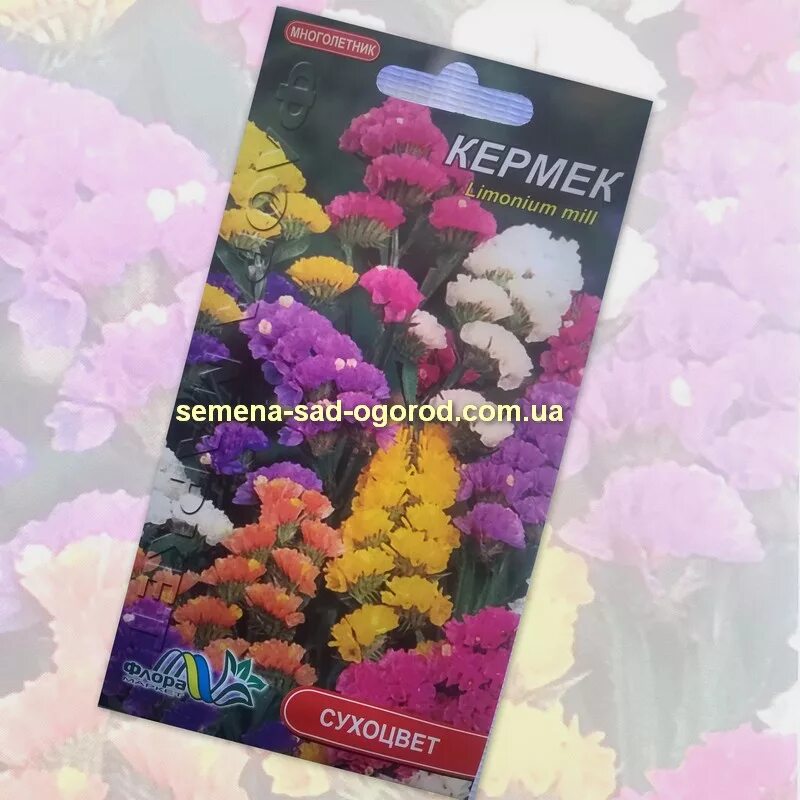 Гомфрена бессмертник. Бессмертник однолетний, сухоцвет. Сухоцветы семена название и фото цветов. Сухоцветы застывшая музыка. Смесь сухоцветов голландская линия.