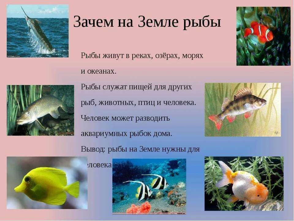 Проект на тему рыбы 2 класс PPT Проект "Рыбки" PowerPoint Presentation, free download ID:5885314