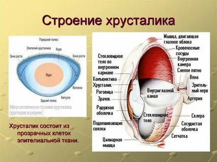 Хрусталик строение и функции