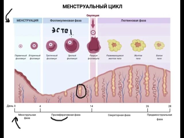 Фазы менструационного цикла и выделения. Секреторная фаза менструационного цикла гистология. Стадии менструального цикла гистология. Фаза пролиферации менструационного цикла.