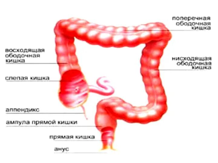 Развитая слепая кишка