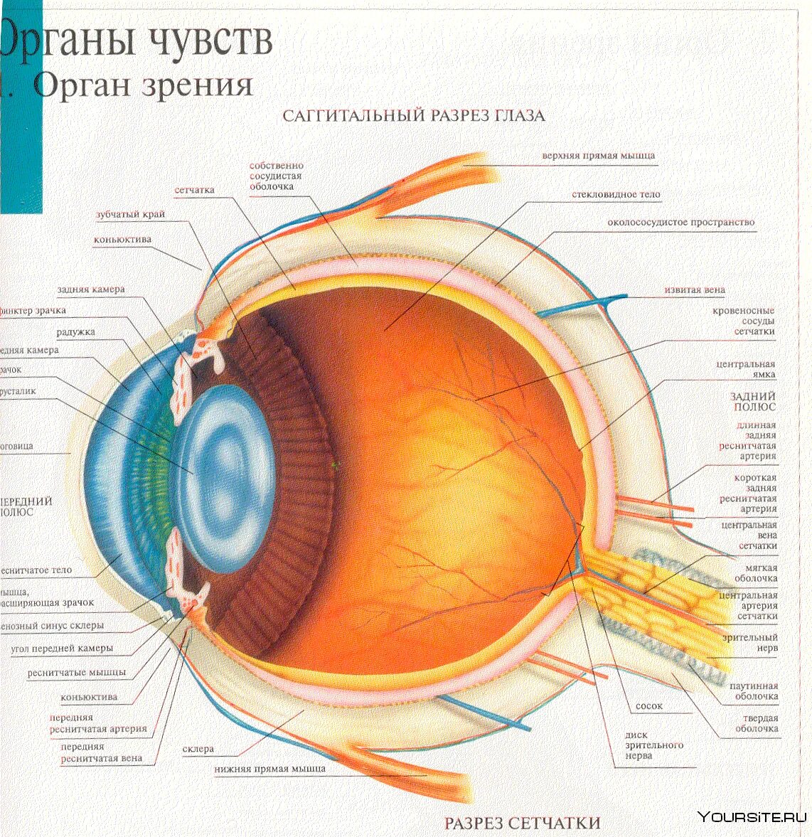 Белочная оболочка глаза человека. Строение глаза человека схема. Строение глаза сбоку. Строение глаза вид спереди. Строение зрительного анализатора глазное яблоко.