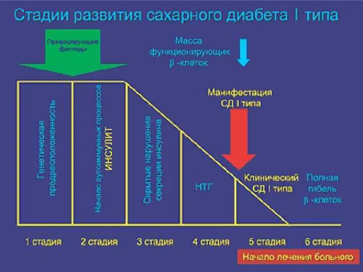 Причины 1 типа. Стадии развития сд. стадии развития сахарного диабета. стадии сахарного диабета 1 типа. стадии развития сахарного диабета 2 типа.