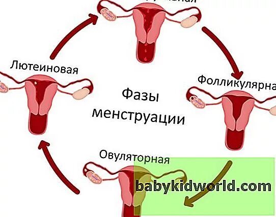 Почему нельзя заниматься при месячных. Фолликулярная фаза и лютеиновая фаза. можно ли забеременеть во время месячных. половой акт при менструации.